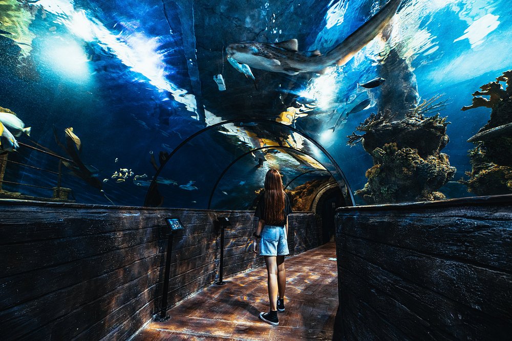 the underwater tunnel