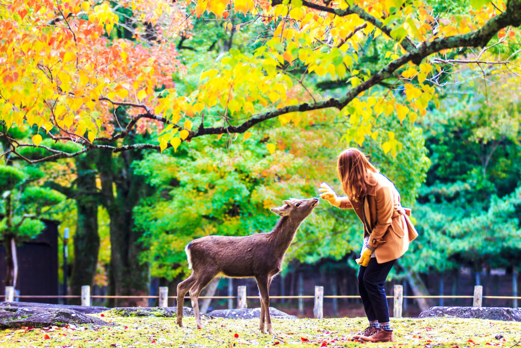Unforgettable Things to Do in Japan: Discovering the Land of the Rising Sun 4 japan 16
